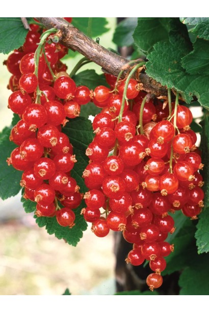 Смородина червона Кияночка - грона ягід